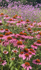 Field of Echinacea Purple Coneflower with orange-brown centres glowing in sunlight