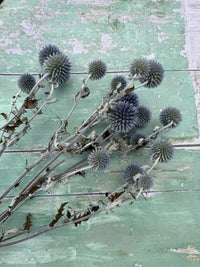 Echinops Dried by Bishy Barnabees Cottage Garden Ltd features gray-stemmed Globe Thistle blooms, artfully arranged on a rustic green wooden surface—ideal for adding unique charm to dried flower arrangements.