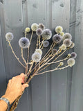 A hand holds a bunch of Echinops Dried by Bishy Barnabees Cottage Garden Ltd—globe thistle flowers with round, spiky, pale purple and white heads—contrasting against a dark grey wooden wall.