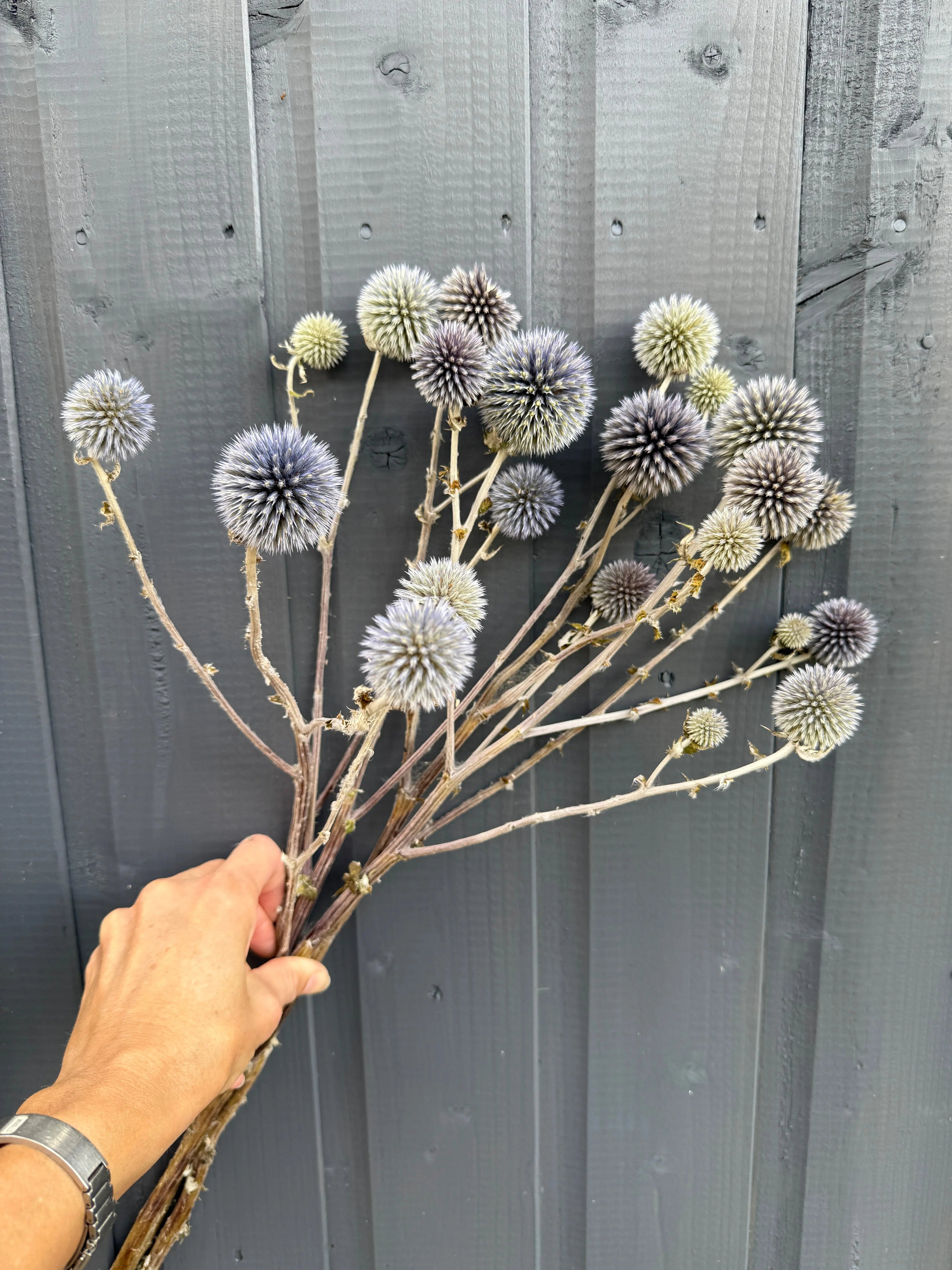 Echinops Dried - Bishy Barnabees Cottage Garden Ltd