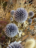 Close-up of several round, spiky, purple-blue Echinops Dried flowers from Bishy Barnabees Cottage Garden Ltd, surrounded by dried yellowish foliage—ideal for eye-catching dried flower arrangements.