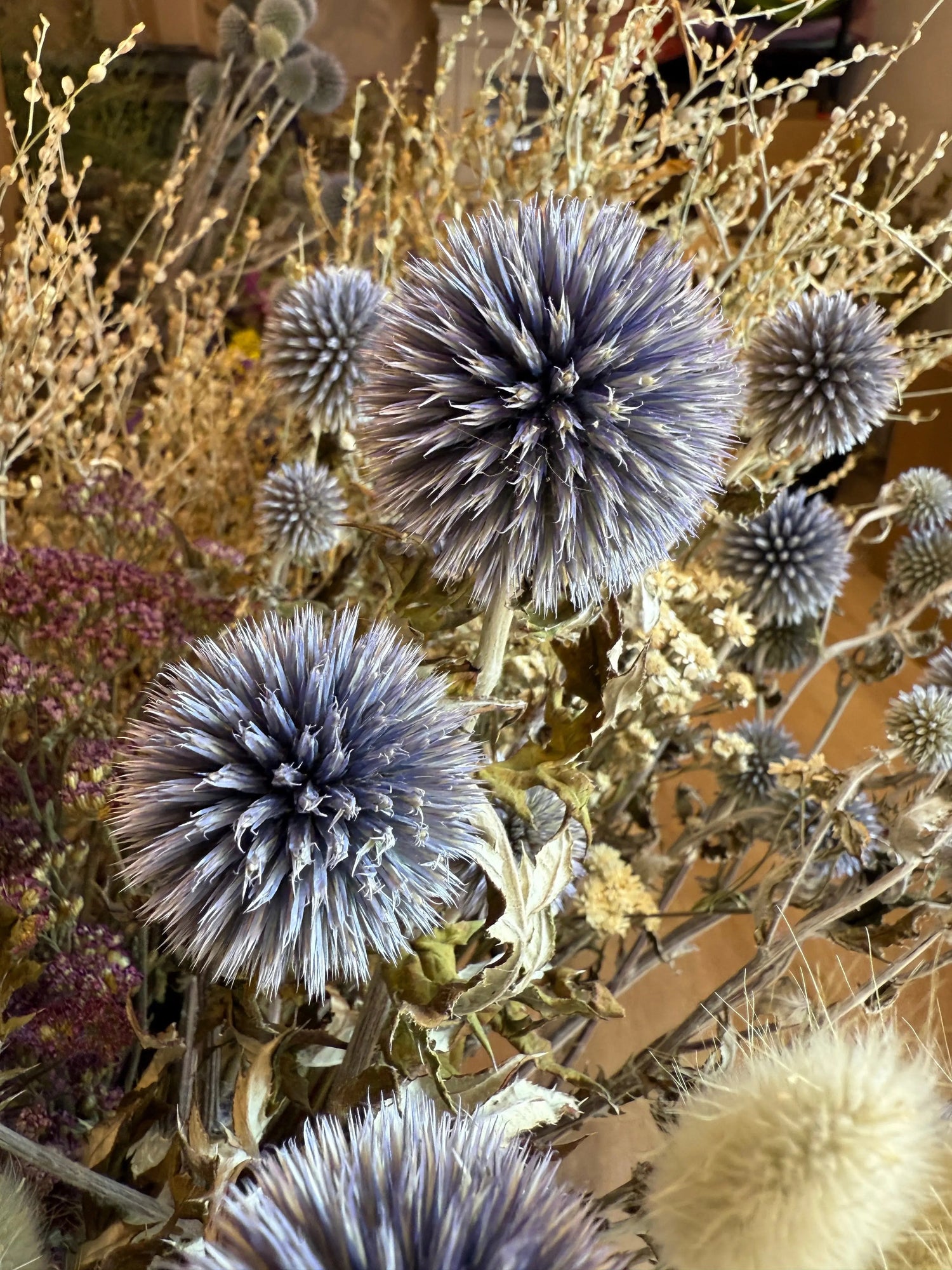 Echinops Dried - Bishy Barnabees Cottage Garden Ltd