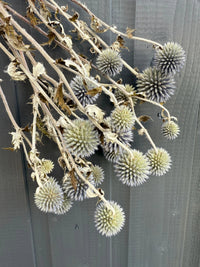 Echinops Dried by Bishy Barnabees Cottage Garden Ltd features spiky, round heads and faded stems in pale brown and beige—an eye-catching dried flower arrangement against a gray wooden fence.