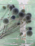A cluster of Bishy Barnabees Cottage Garden Ltd Echinops Dried with pale stems rests on a distressed mint green wooden surface with peeling paint.