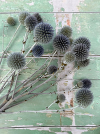 A cluster of Bishy Barnabees Cottage Garden Ltd Echinops Dried with pale stems rests on a distressed mint green wooden surface with peeling paint.