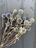 Echinops Dried by Bishy Barnabees Cottage Garden Ltd features pale purple and white globe thistle flowers, styled against a rustic gray wooden fence background.