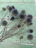 Echinops Dried by Bishy Barnabees Cottage Garden Ltd features spiky blue-grey Globe Thistle flower heads, artfully arranged on a rustic green wooden surface with peeling paint.