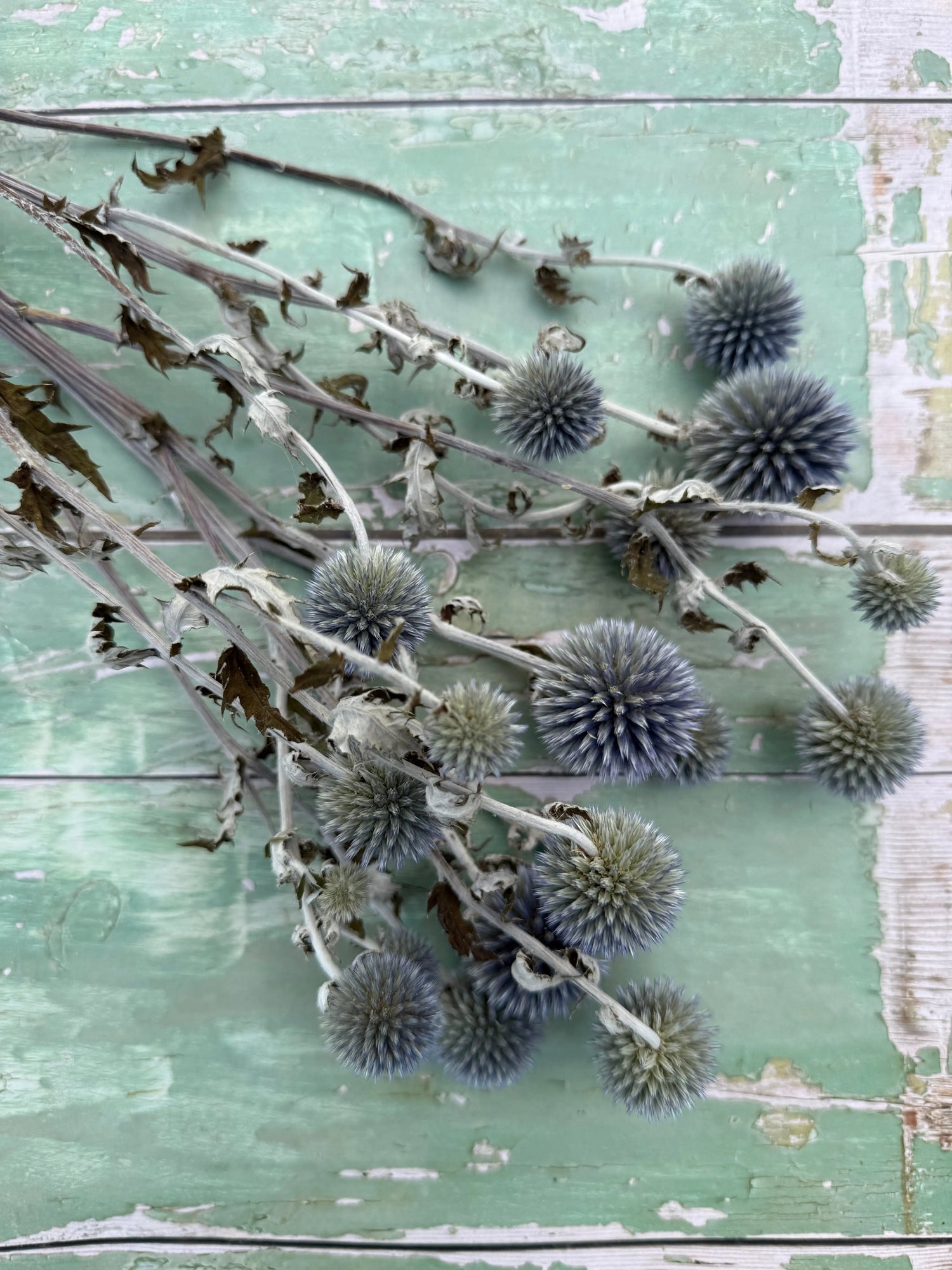 Echinops Dried - Bishy Barnabees Cottage Garden Ltd