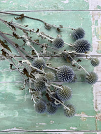 Echinops Dried by Bishy Barnabees Cottage Garden Ltd features spiky, round, bluish-gray dried flower heads with pale stems, arranged on a distressed mint green wooden surface for a striking display.