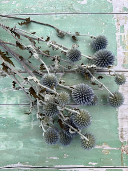 Echinops Dried - Bishy Barnabees Cottage Garden Ltd