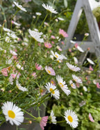 Erigeron karvinskianus Profusion – small white and pink daisies with yellow centres