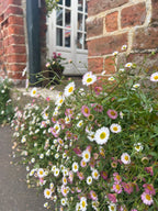Erigeron karvinskianus Profusion – clusters of white and pink daisies by a brick wall