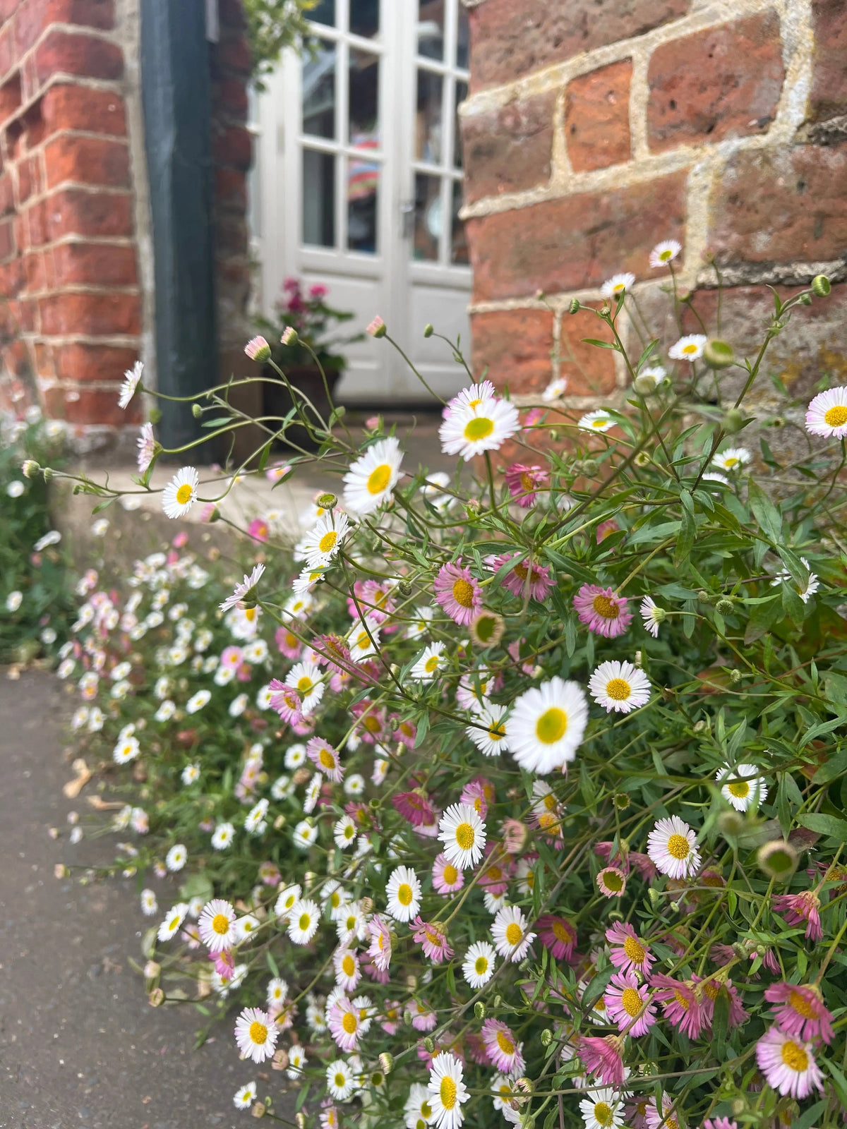Erigeron karvinskianus Profusion – clusters of white and pink daisies by a brick wall