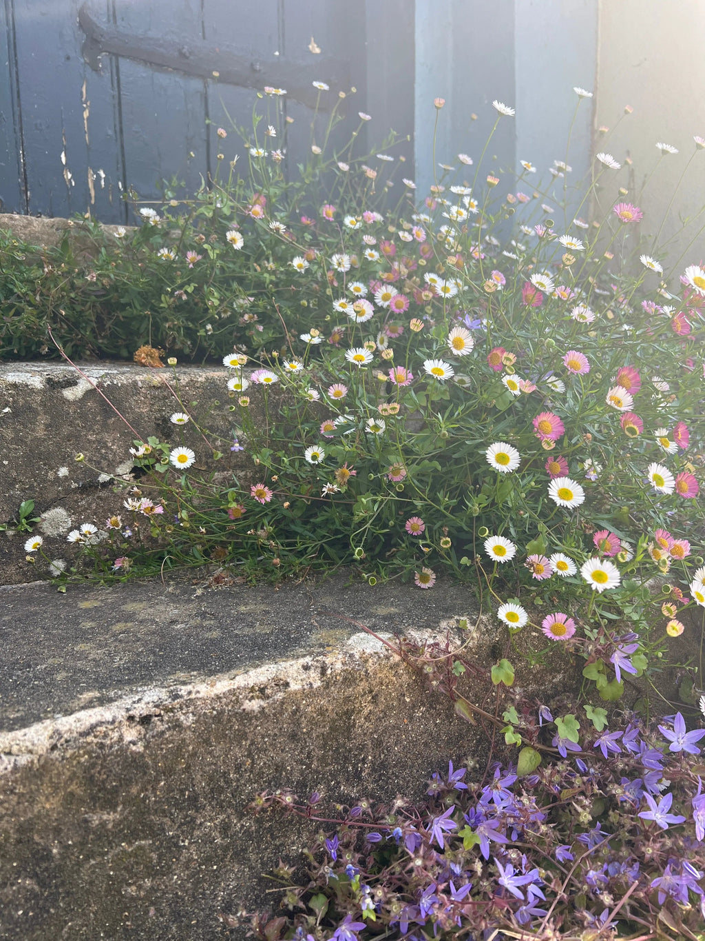 Erigeron karvinskianus Profusion spilling over old stone steps to a faded blue door