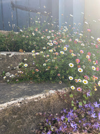 Erigeron karvinskianus Profusion by Bishy Barnabees Cottage Garden spills over old stone steps to a faded blue door, sunlight illuminating the charming cottage garden scene with delicate blooms.