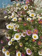 Erigeron karvinskianus Profusion – close-up of white and pink daisy-like flowers