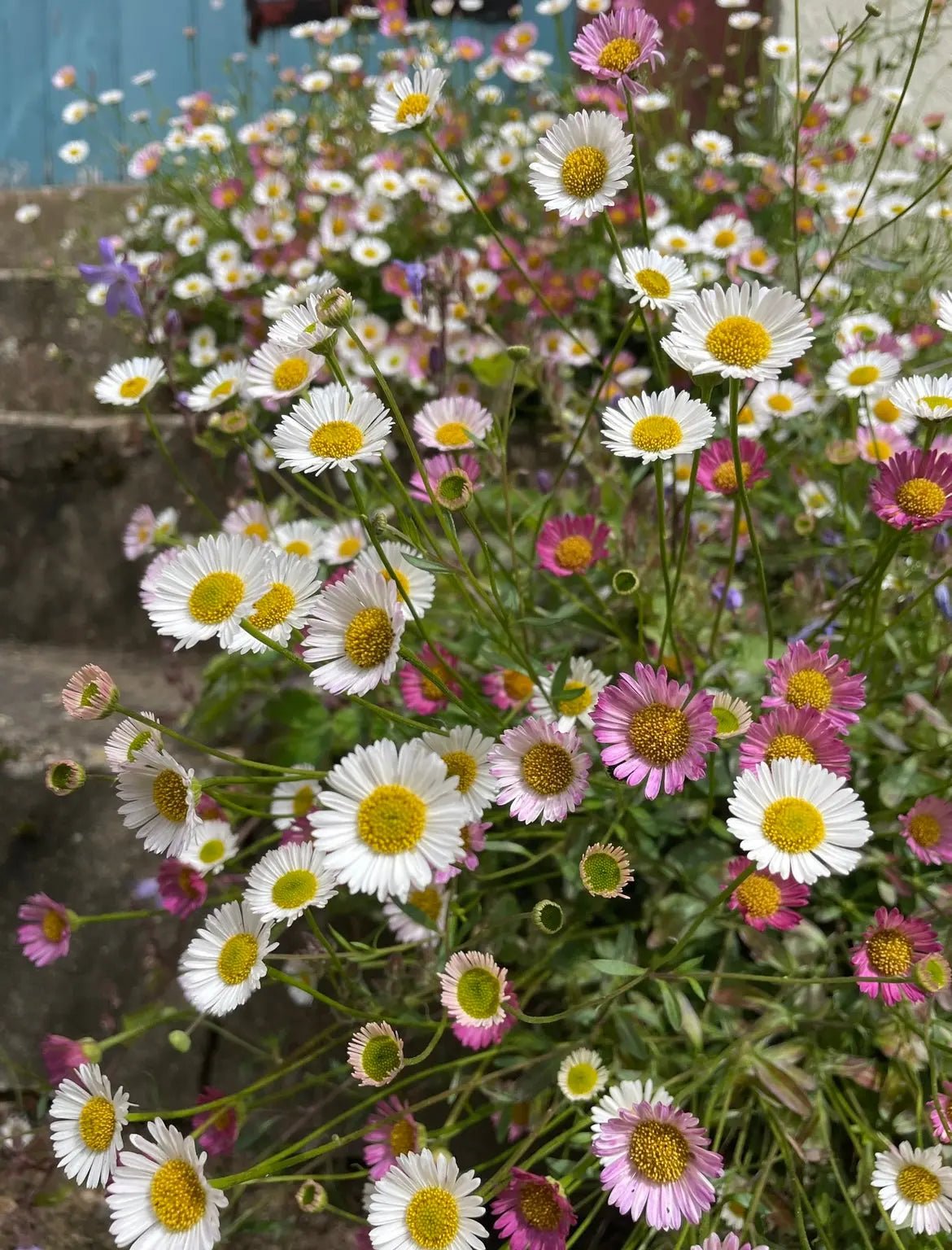 Erigeron karvinskianus Profusion – close-up of white and pink daisy-like flowers