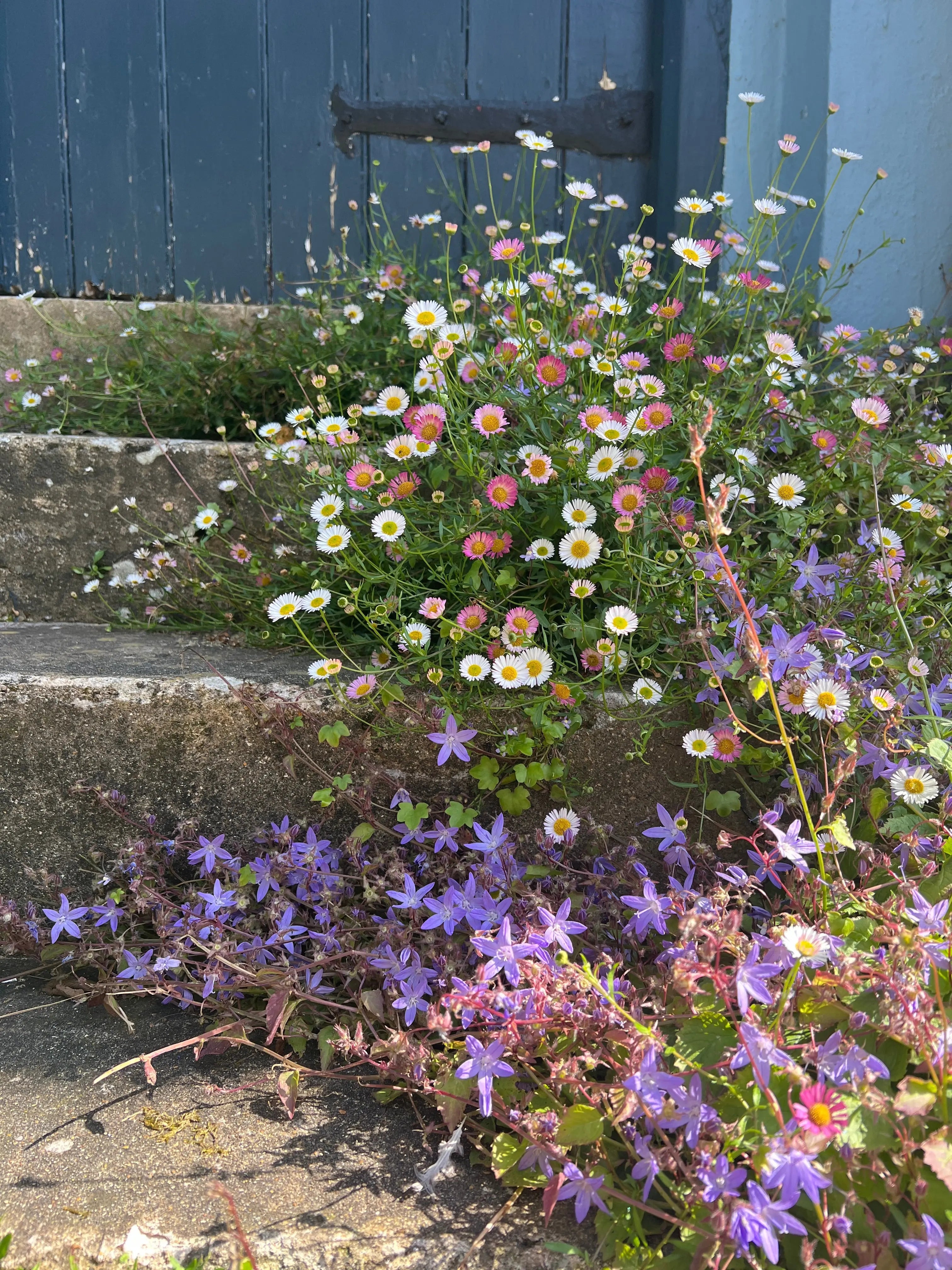 Erigeron Karvinskianus Profusion - Bishy Barnabees Cottage Garden Ltd