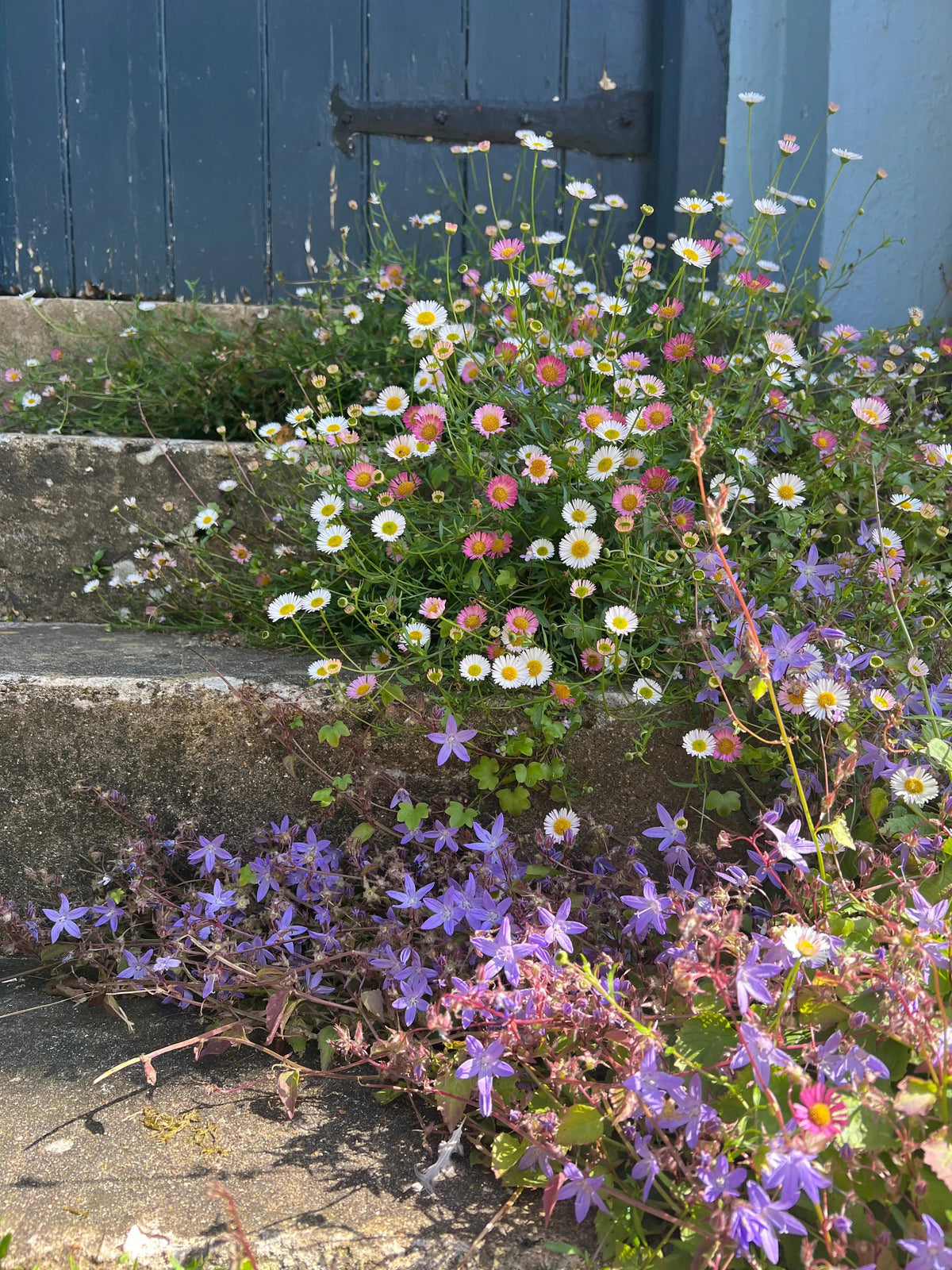 Erigeron karvinskianus Profusion growing between stone steps in sunlight