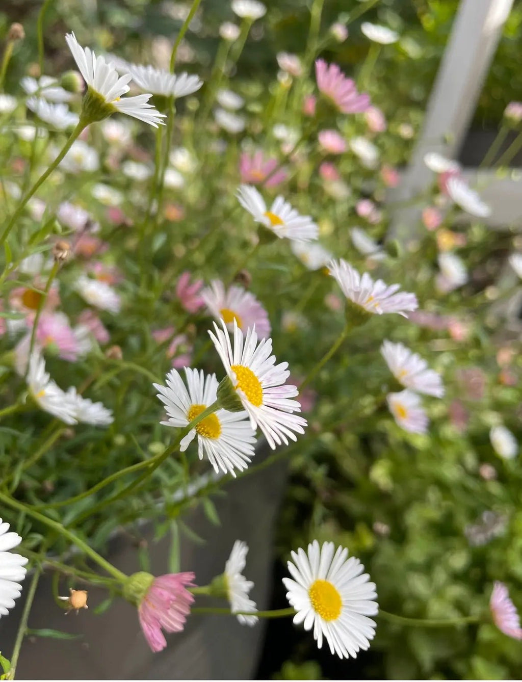 Erigeron karvinskianus Profusion – white and pink daisies on fine green stems