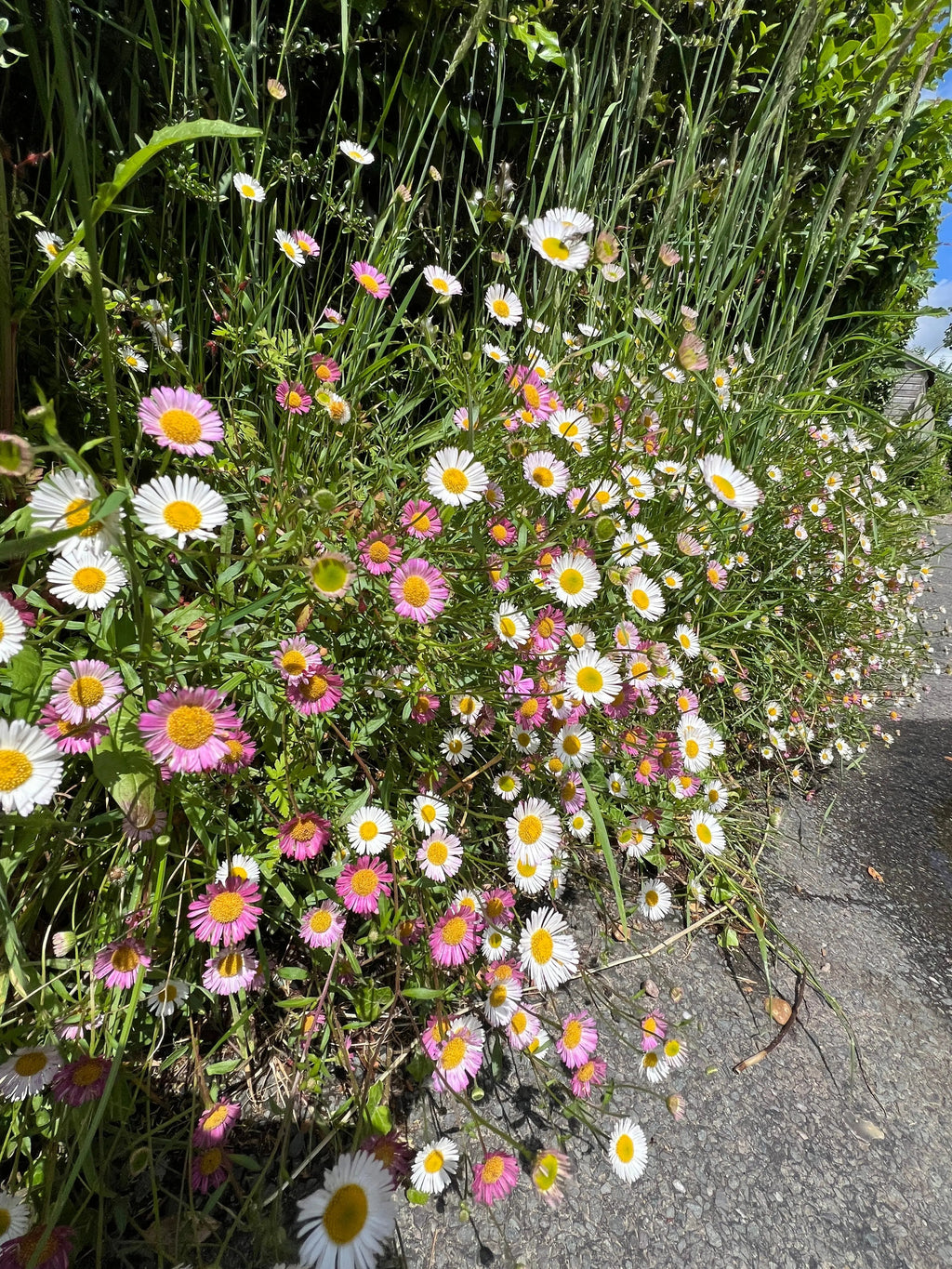 Erigeron karvinskianus Profusion – dense mound of pink and white flowers beside a path