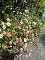 Erigeron karvinskianus Profusion – dense mound of pink and white flowers beside a path
