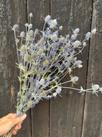 Hand holding a bunch of Eryngium (Sea Holly) Dried in pale purple against dark wood