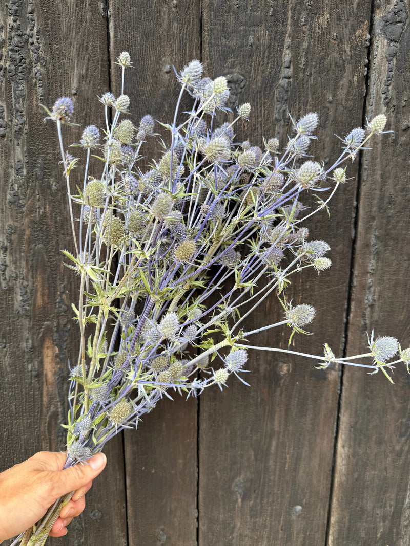 A hand holds a bouquet of spiky, pale purple Eryngium (Sea Holly) Dried by Bishy Barnabees Cottage Garden Ltd against a weathered dark wooden background.