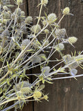 A close-up of Erygnium (Sea Holly) Dried by Bishy Barnabees Cottage Garden Ltd shows spiky metallic blue blooms and green stems, with their sharp forms contrasting against a dark wooden background.