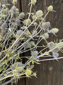 A close-up of Erygnium (Sea Holly) Dried by Bishy Barnabees Cottage Garden Ltd shows spiky metallic blue blooms and green stems, with their sharp forms contrasting against a dark wooden background.