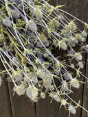 A close-up of Erygnium (Sea Holly) Dried by Bishy Barnabees Cottage Garden Ltd, showing spiky, pale green and purple blooms with long stems set against a dark wooden background.
