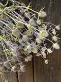 Erygnium (Sea Holly) Dried by Bishy Barnabees Cottage Garden Ltd, featuring spiky dried thistle and metallic blue sea holly heads, hangs against a weathered wooden background.