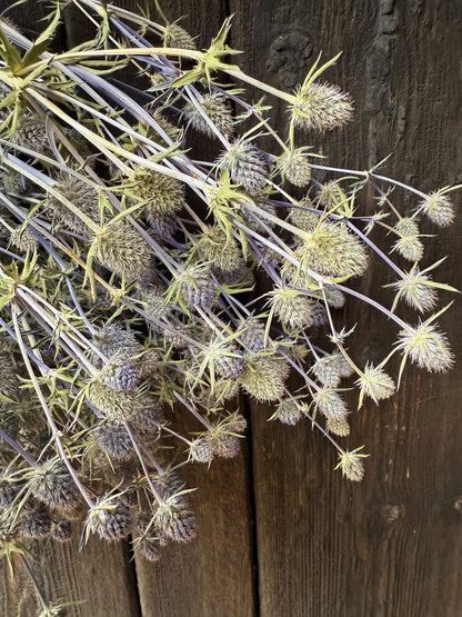 Erygnium (Sea Holly) Dried - Bishy Barnabees Cottage Garden Ltd