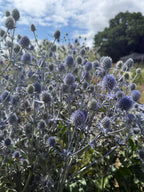 Eryngium (Sea Holly) – mass of small blue spiky flower heads under a cloudy sky