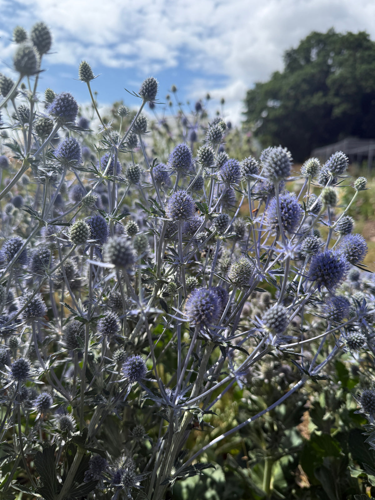Eryngium (Sea Holly) – mass of small blue spiky flower heads under a cloudy sky