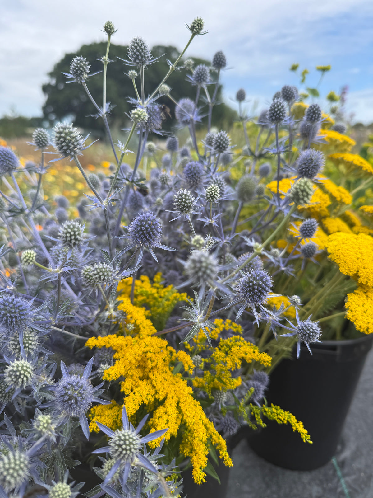 Eryngium (Sea Holly) – blue flower heads with yellow goldenrod in front