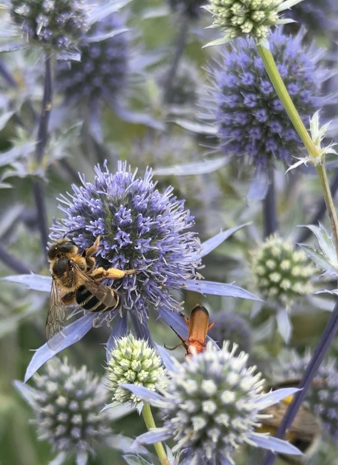 Eryngium (Sea Holly) – bee on a spiky blue flower head with pale green buds