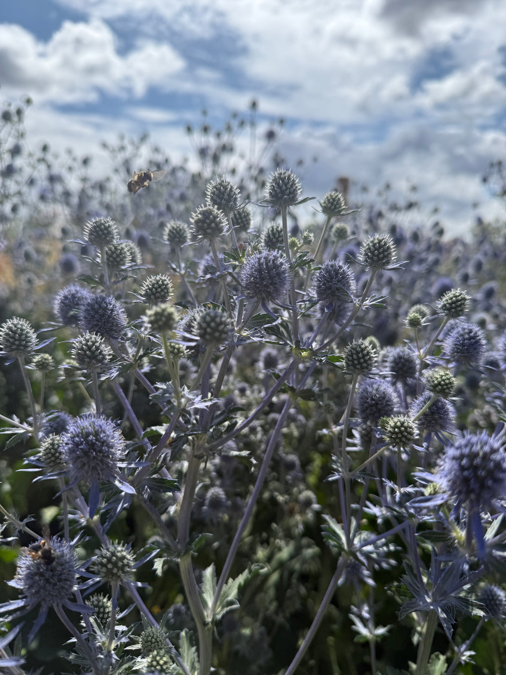 Eryngium (Sea Holly) – field of silvery-blue spiky heads beneath a cloudy sky