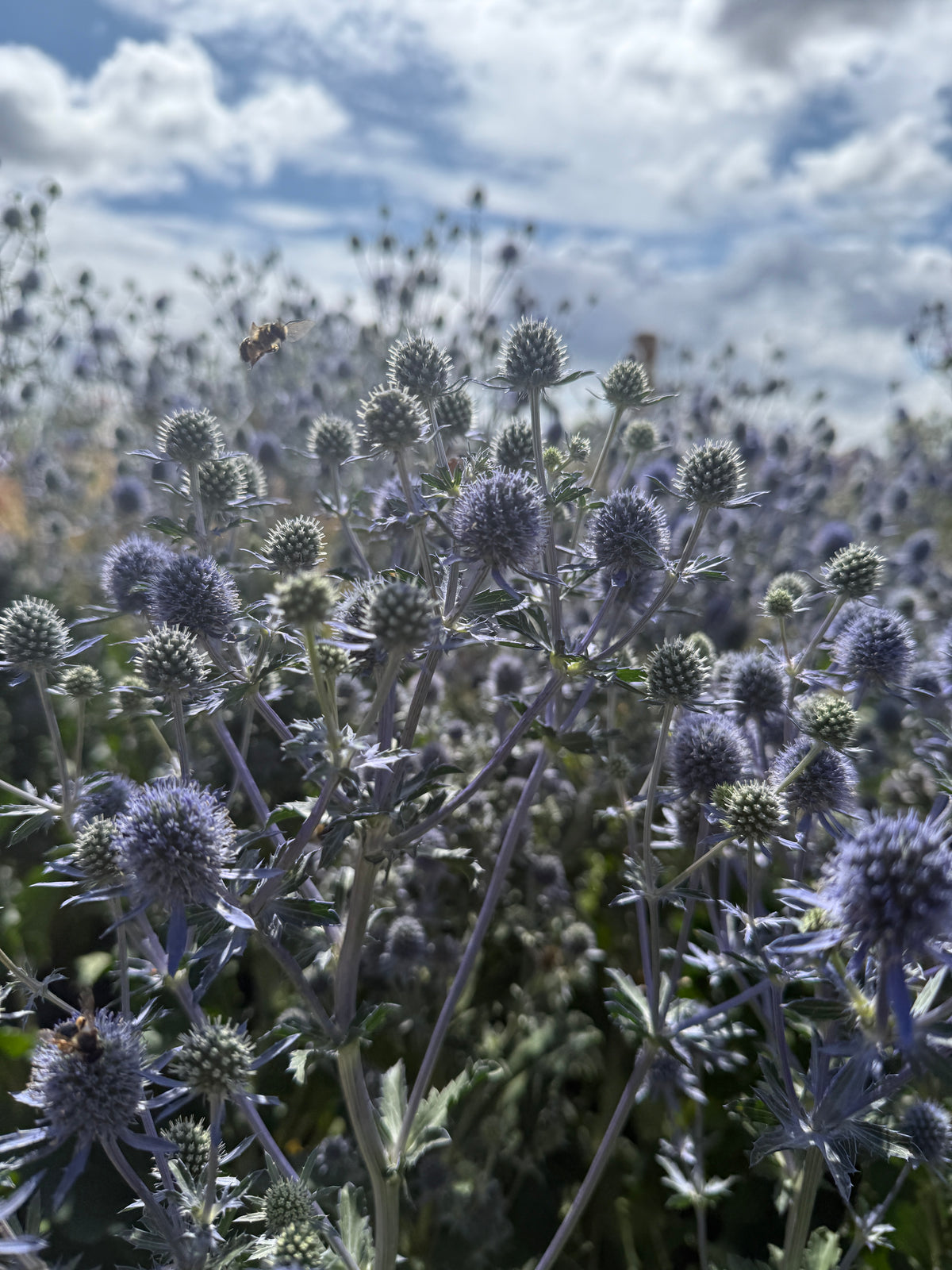 Eryngium (Sea Holly) – field of silvery-blue spiky heads beneath a cloudy sky