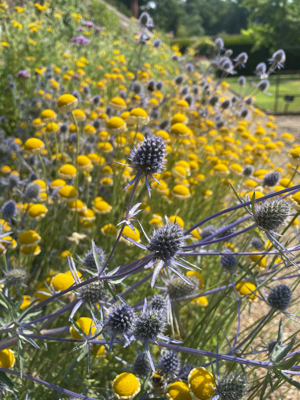 Eryngium (Sea Holly) – spiky purple flowers with round yellow blooms in a sunlit garden