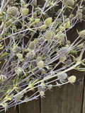 Eryngium (Sea Holly) Dried – pale green spiky heads on branching stems against dark wood