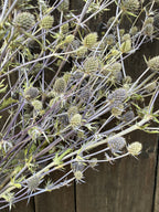 Eryngium (Sea Holly) Dried – pale green spiky heads on branching stems against dark wood