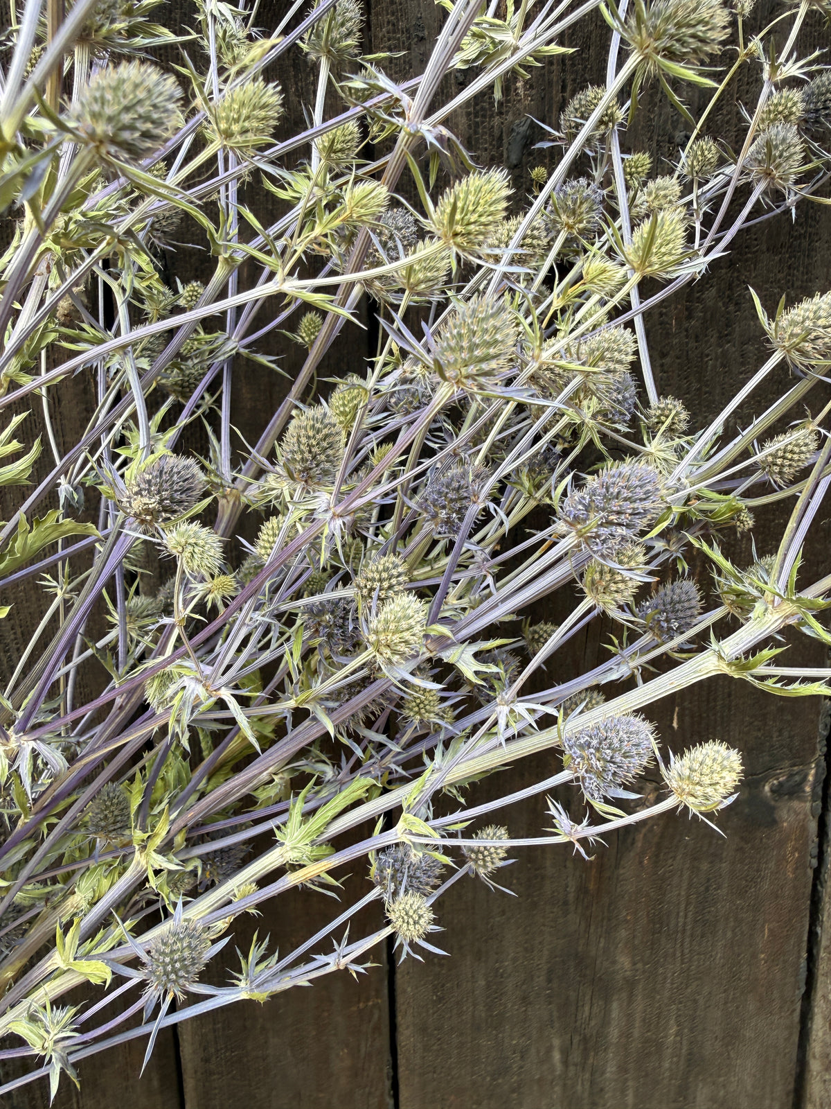 Eryngium (Sea Holly) Dried – pale green spiky heads on branching stems against dark wood