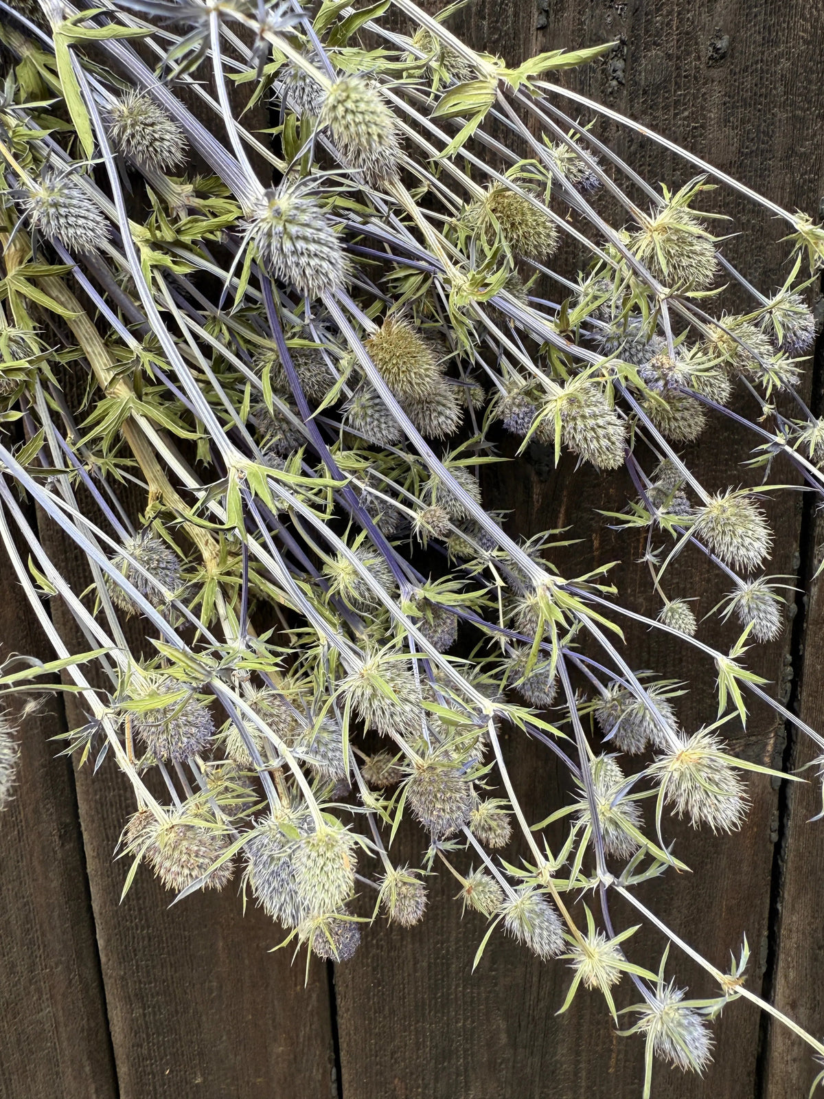 Eryngium (Sea Holly) Dried – spiky pale green and purple heads on long stems