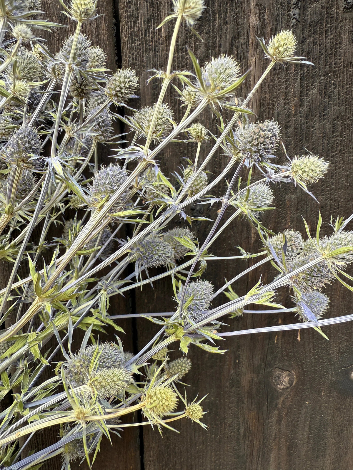 Eryngium (Sea Holly) Dried – close-up of spiky metallic blue heads and green stems