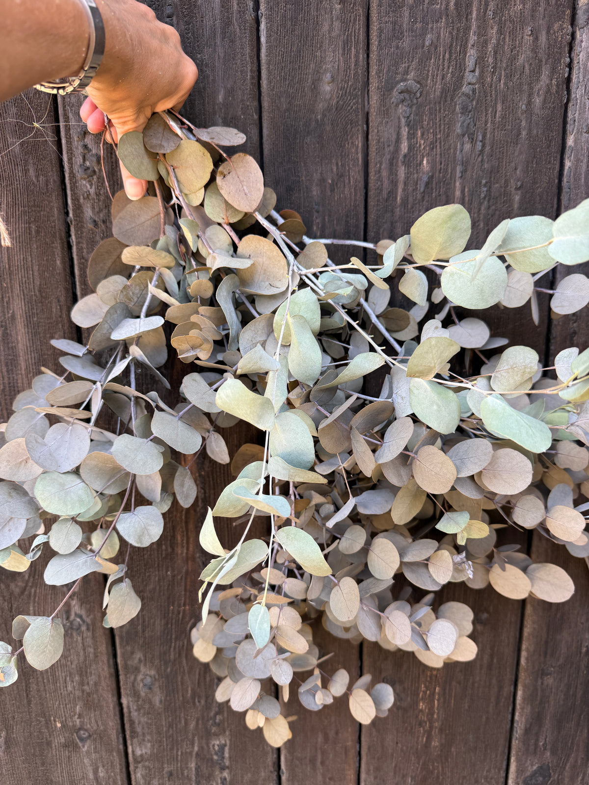 Hand holding a bunch of Eucalyptus Dried with round silvery leaves against a wooden fence