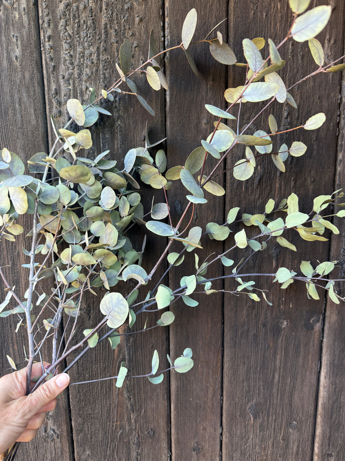 Eucalyptus Dried - Bishy Barnabees Cottage Garden Ltd