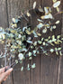 Eucalyptus Dried - Bishy Barnabees Cottage Garden Ltd