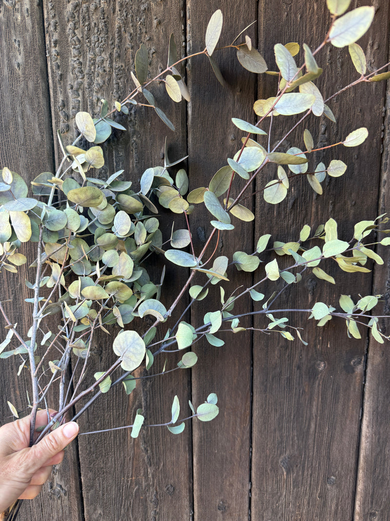 A hand displays Bishy Barnabees Cottage Garden Ltd's Eucalyptus Dried, featuring round, pale green leaves in front of a rustic wood backdrop, evoking the serene spa aroma of eucalyptus.