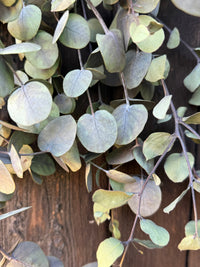 A close-up of Bishy Barnabees Cottage Garden Ltd’s Eucalyptus Dried, showcasing round, pale green leaves against a dark wooden background.